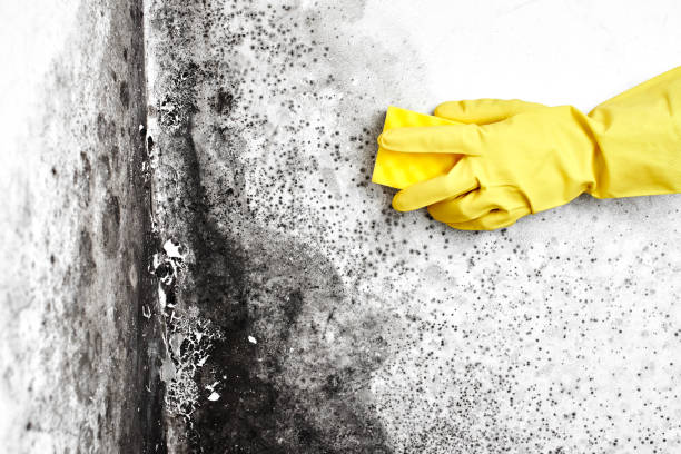 Best Residential Mold Removal  in Slater, IA