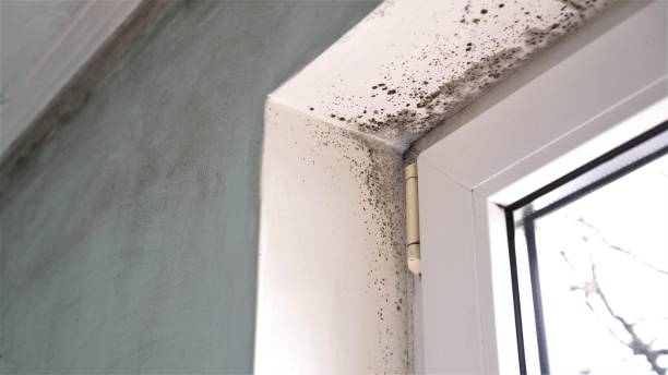 Best Crawl Space Mold Removal  in Slater, IA